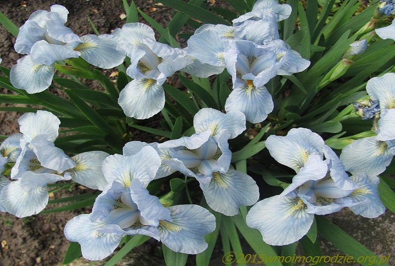 iris_blue_denim_1