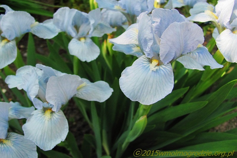 iris_blue_denim_2