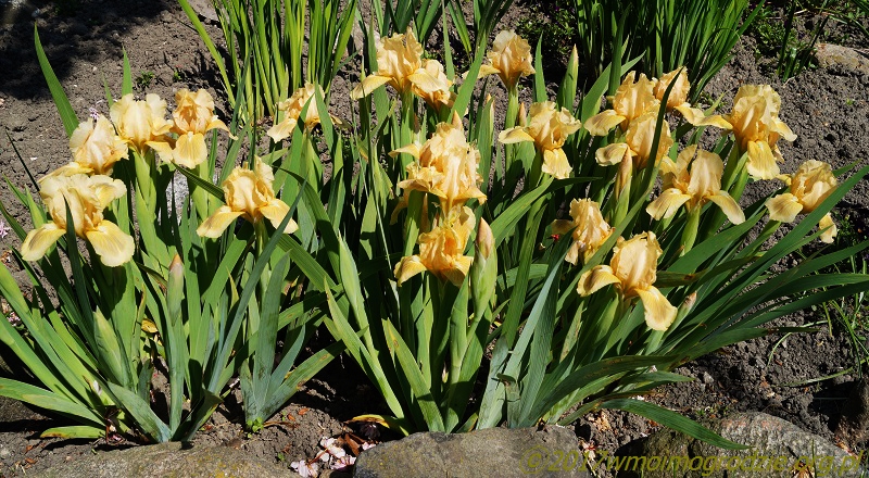 iris_bright_vision_2