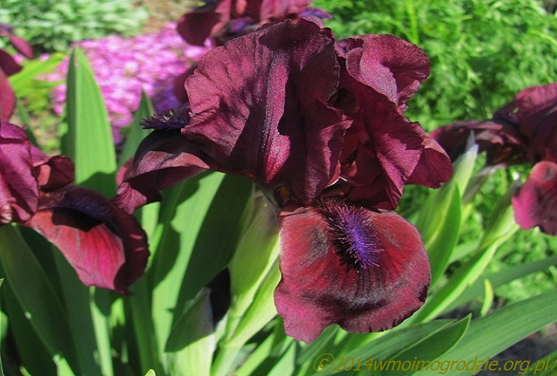 iris_cherry_garden