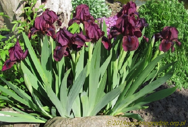 iris_cherry_garden_2