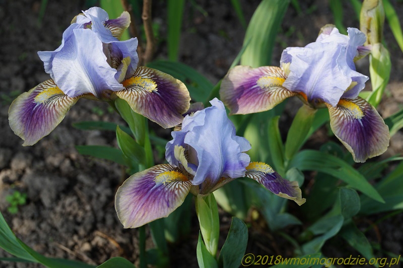 iris_cisza_przed_burz_1