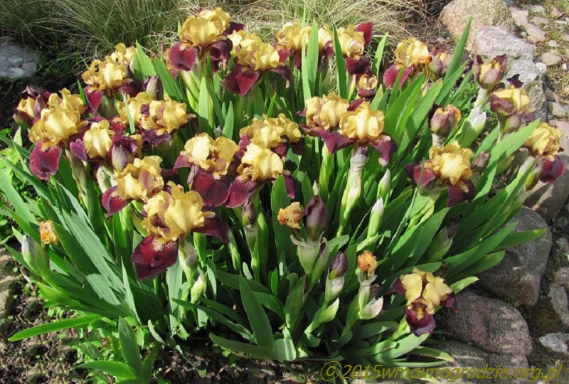 iris_combo_2