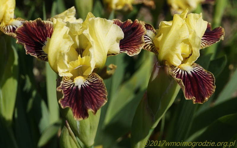 iris_sass_with_class