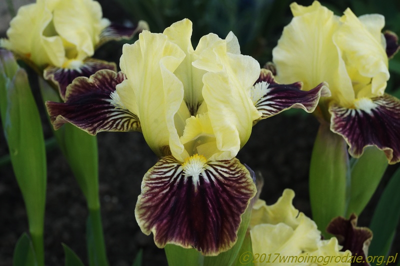 iris_sass_with_class_1