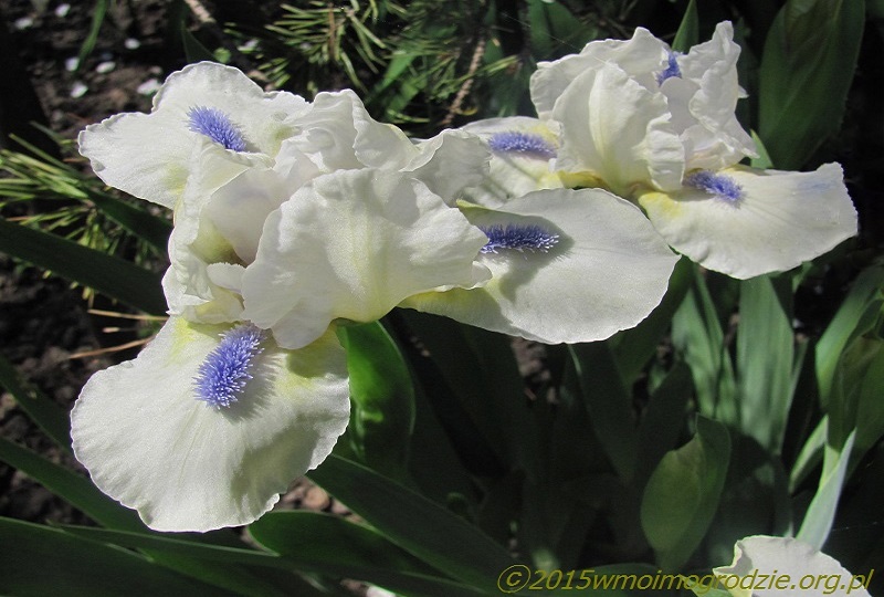 iris_star_of_africa_2