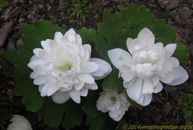 sanguinaria_canadensis_f._multiplex_plena_3