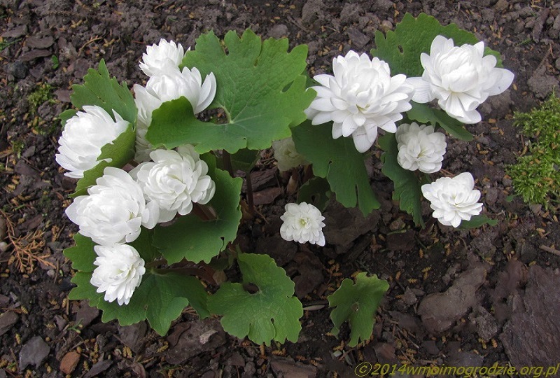 sanguinaria_canadensis_f._multiplex_plena_4