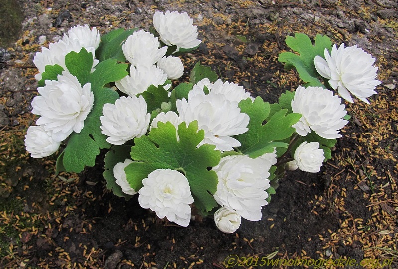 sanguinaria_canadensis_f._multiplex_plena_5