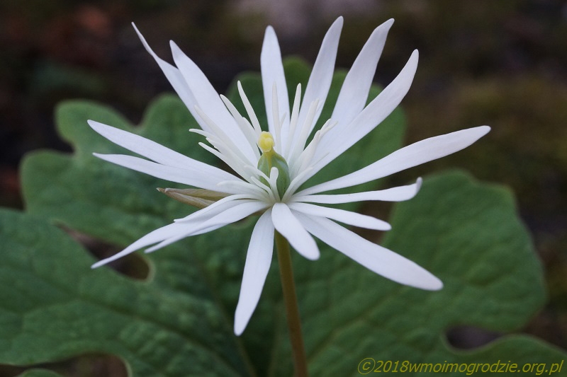 sanguinaria_canadensis_star