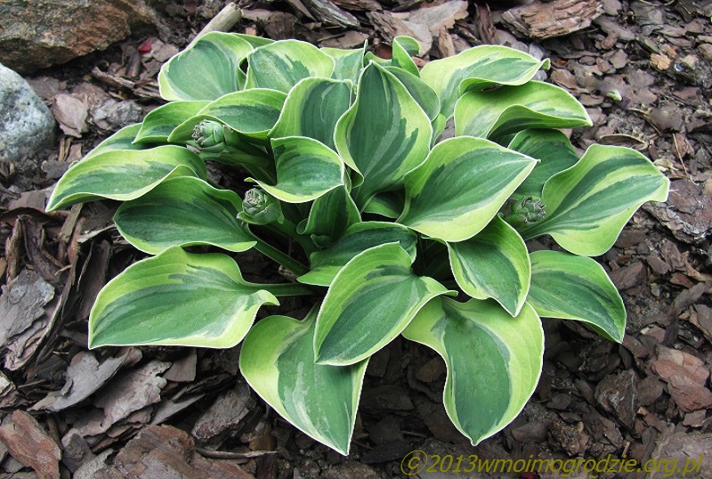 hosta_frosted_mouse_ears