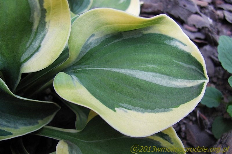 hosta_frosted_mouse_ears_1