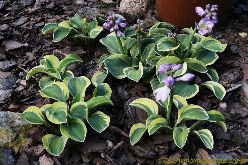 hosta_frosted_mouse_ears_2