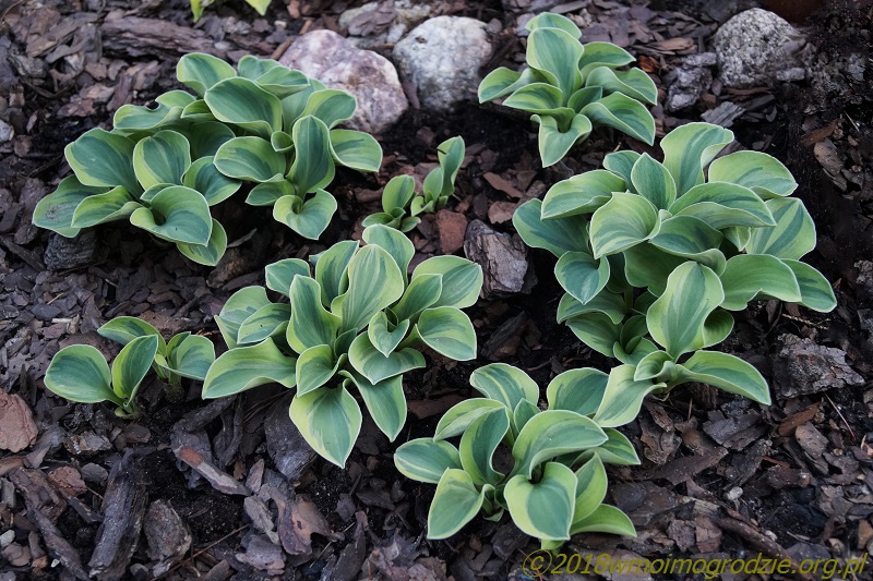 hosta_frosted_mouse_ears_3