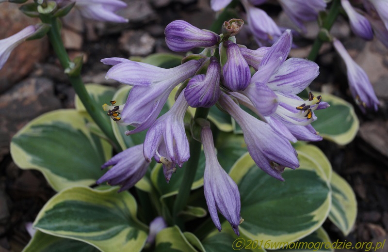 hosta_frosted_mouse_ears_flowers