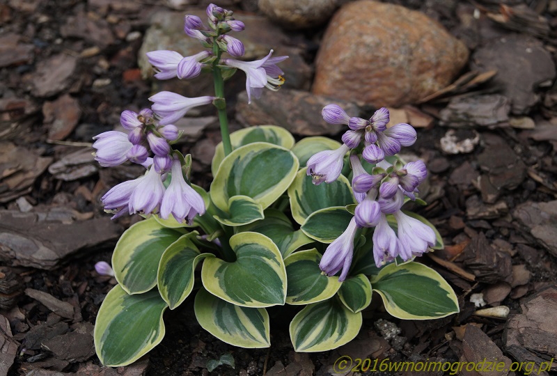 hosta_frosted_mouse_ears_flowers_1