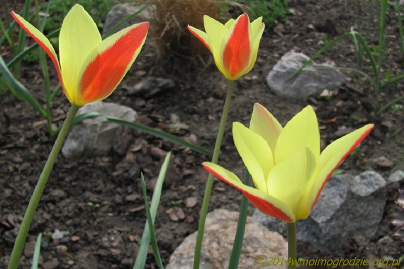 tulipa_clusiana_tinka_1