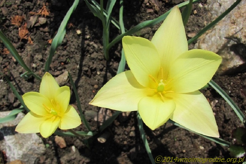 tulipa_clusiana_tinka_2