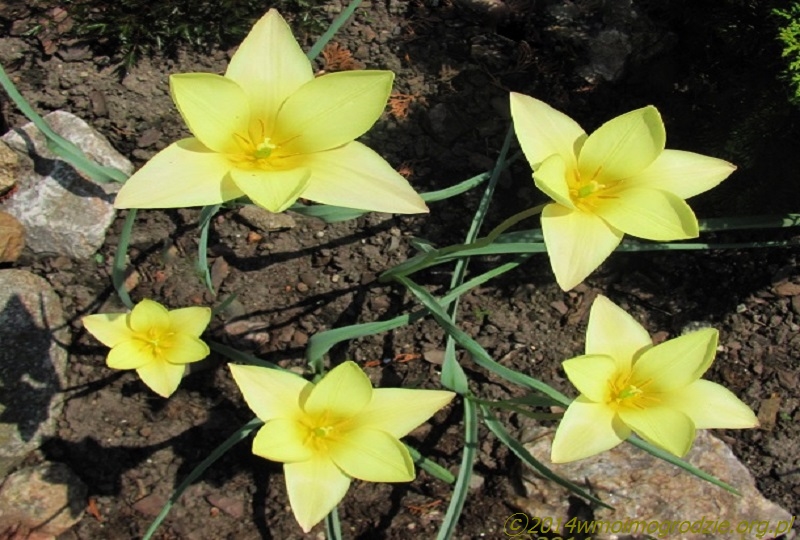 tulipa_clusiana_tinka_3