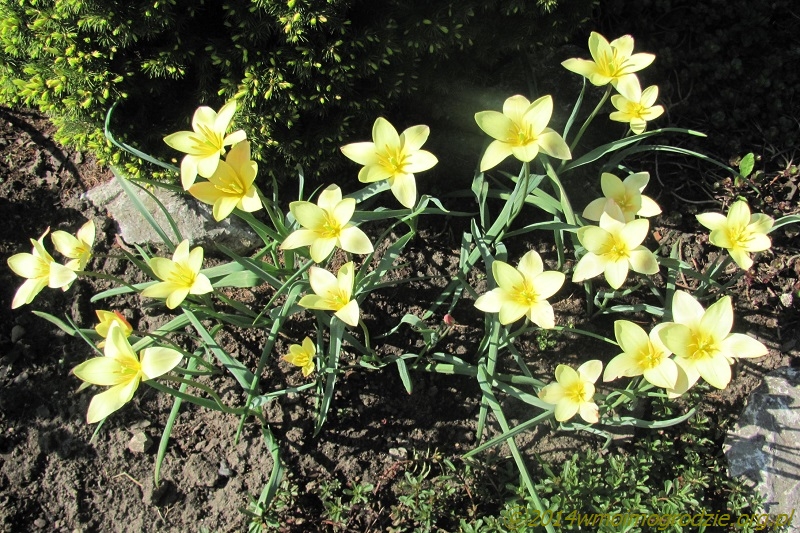 tulipa_clusiana_tinka_4