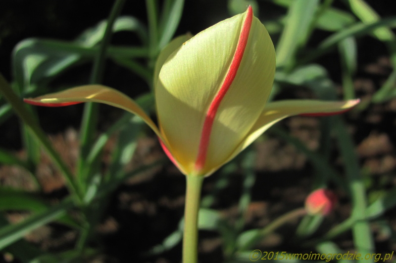 tulipa_clusiana_tinka_mutacja