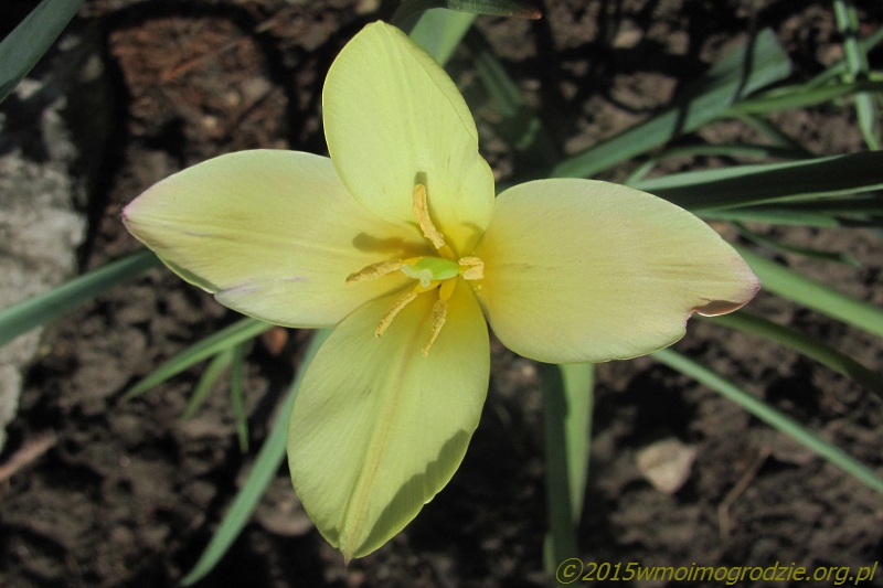 tulipa_clusiana_tinka_mutacja_1