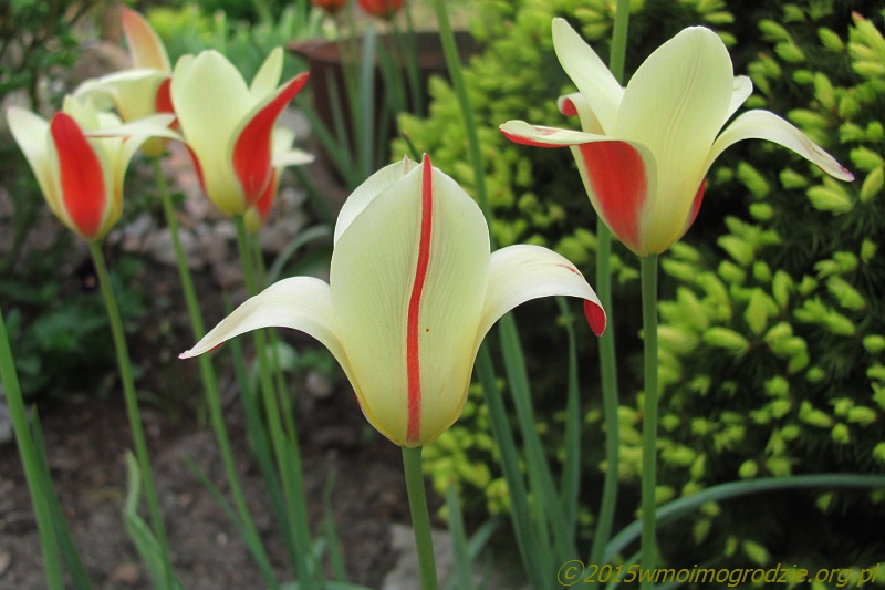 tulipa_clusiana_tinka_mutacja_2