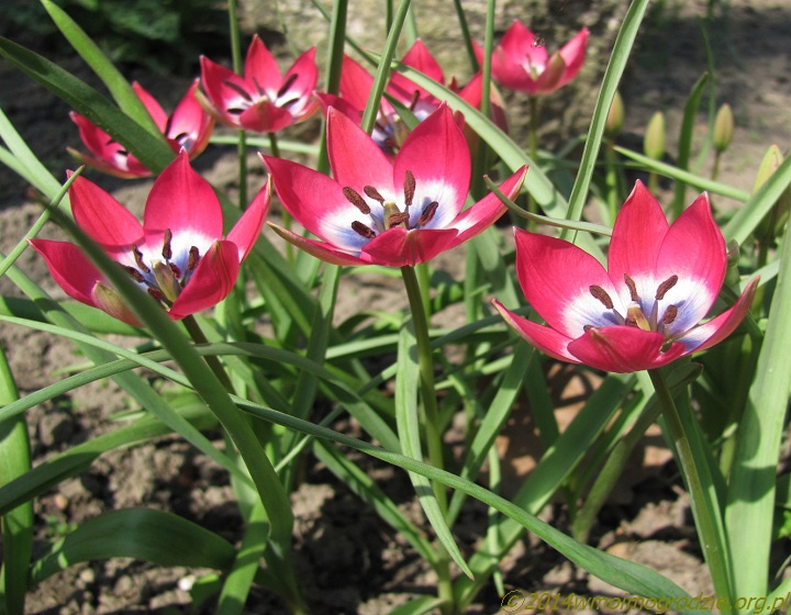 Tulipa_humilis_f._pulchella_1