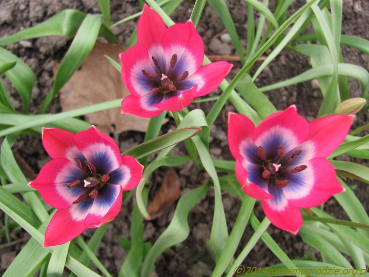 Tulipa_humilis_f._pulchella_2