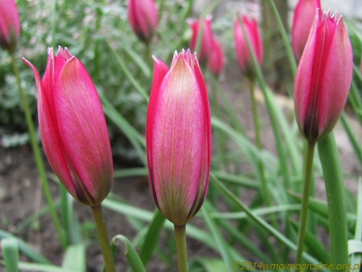 Tulipa_humilis_f._pulchella_4