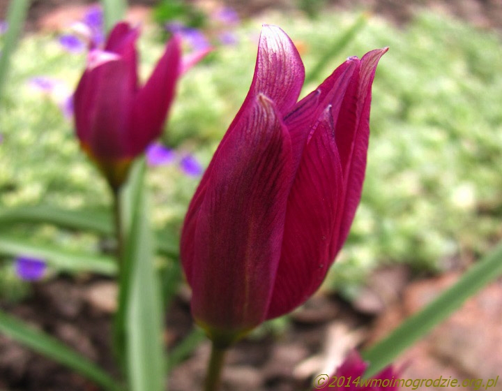 tulipa_humilis_eastern_star