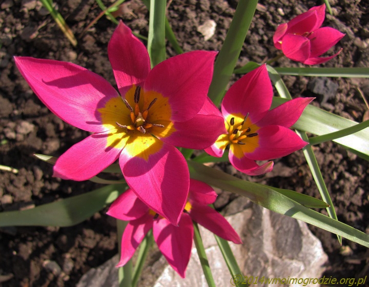 tulipa_humilis_eastern_star_1