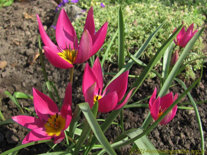 tulipa_humilis_eastern_star_2