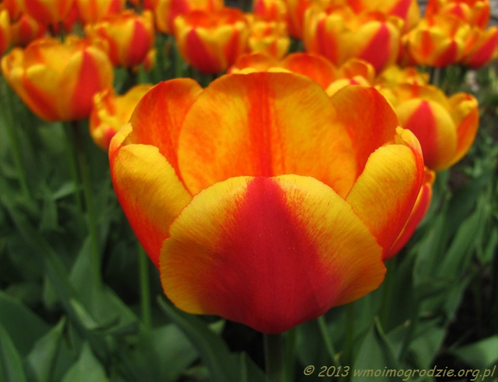tulip_apeldoorn_elite