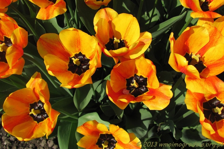 tulip_apeldoorn_elite_1