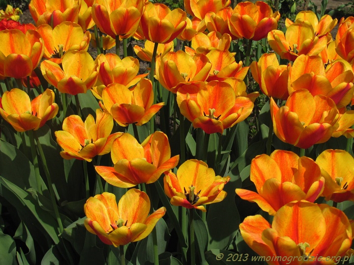 tulip_apeldoorn_elite_2