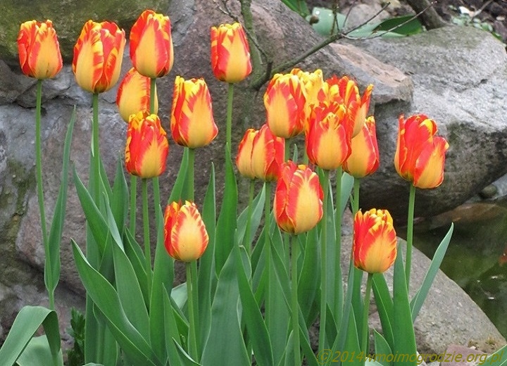tulip_banja_luka_4