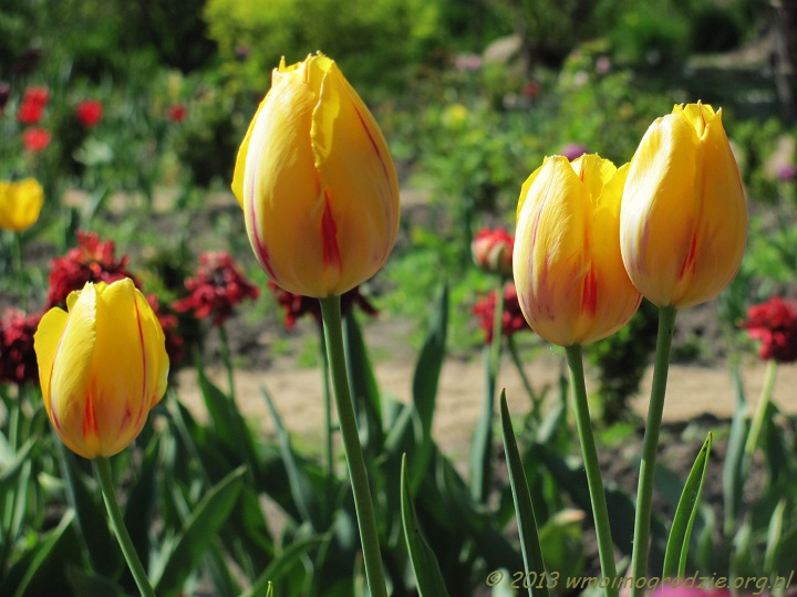 tulip_olympic_flame