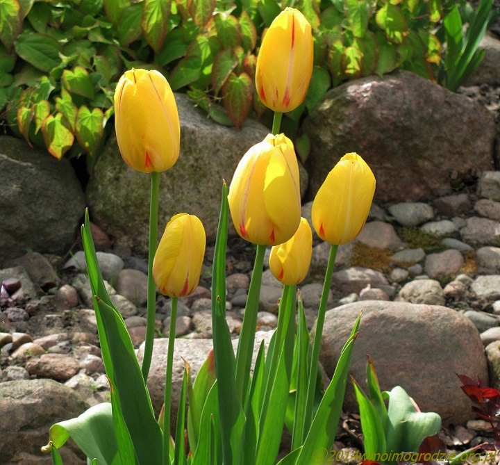 tulip_olympic_flame_2