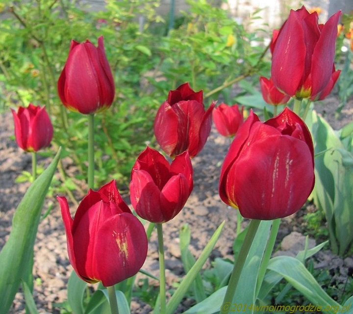 tulip_red_georgette