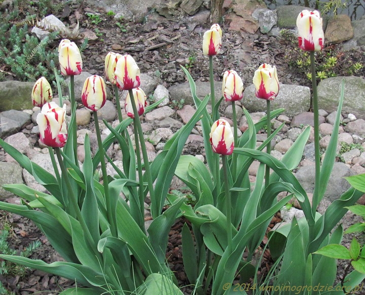 tulip_world_expression_1