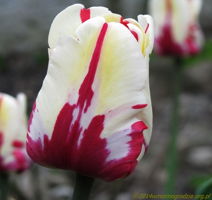 tulip_world_expression_2