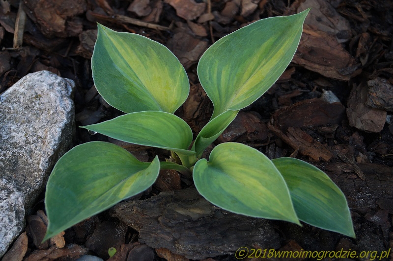 hosta_dinky_donna