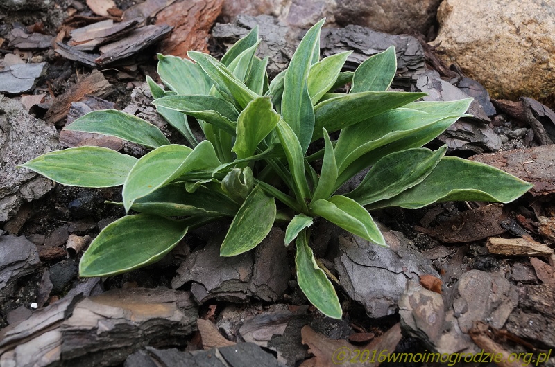 hosta_bashful