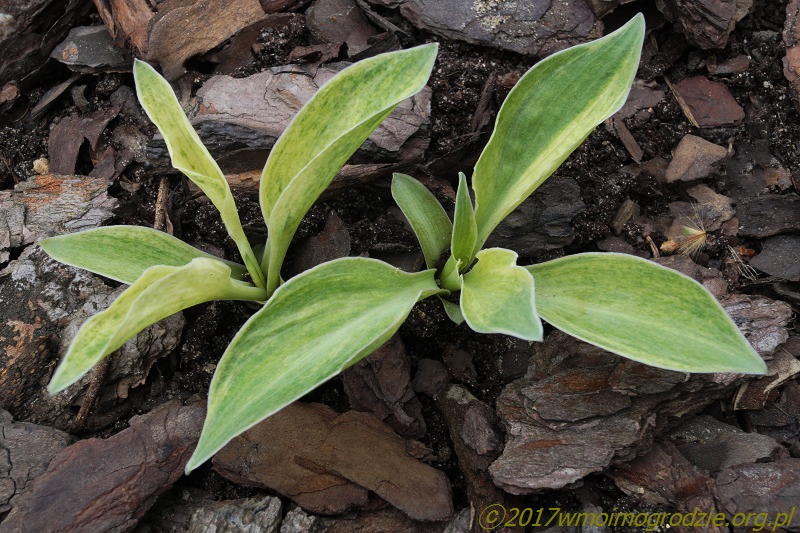 hosta_bashful_1