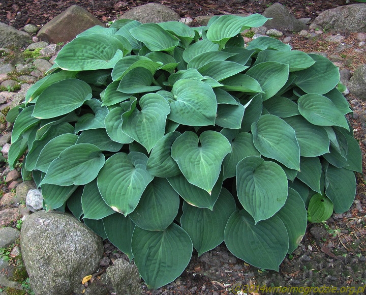 hosta_blue_cadet