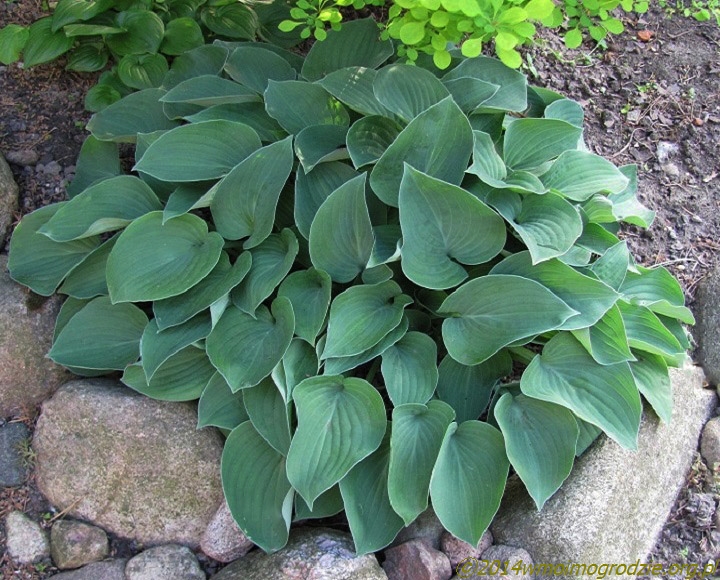 hosta_blue_cadet
