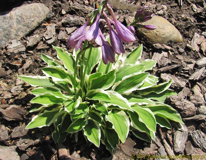 hosta_crepe_soul_1