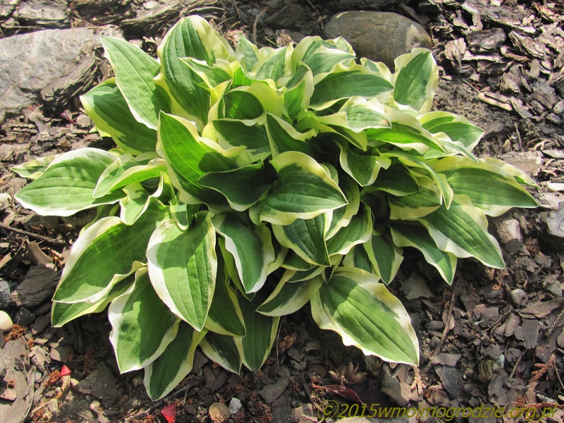 hosta_crepe_soul_2