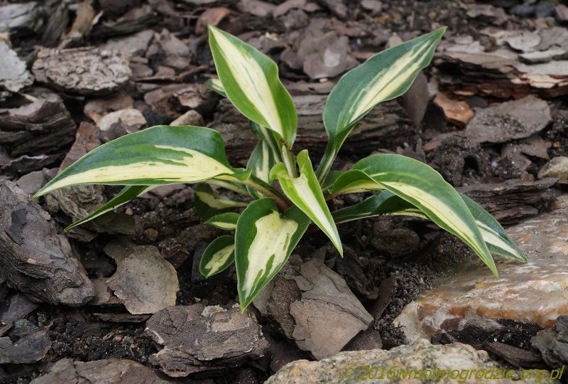 hosta_dixie_chikadee